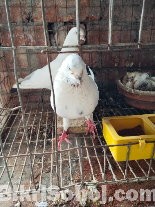 কবুতর
